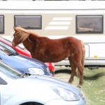 New Forest Pony scrounging off tourists.