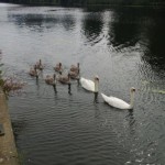 Swans on the Nene