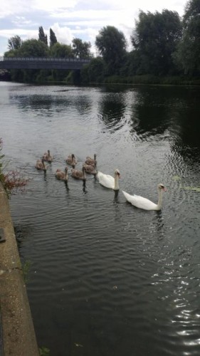 Swans on the Nene 